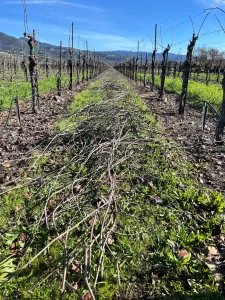 Winter Cover Crop in Wile Oak Vineyard