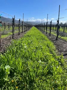 Spring cover crop in vineyard