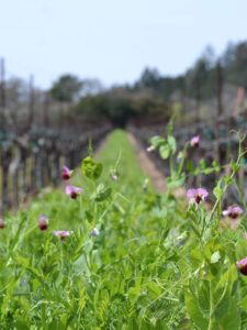 cover crops