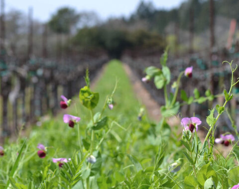 cover crops