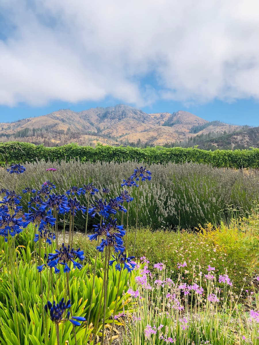 Best winery with breathtaking vineyards in sonoma