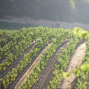 Estate Vineyards in Sonoma County