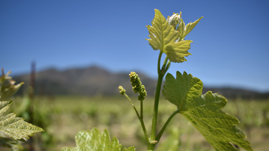 Summer Vines