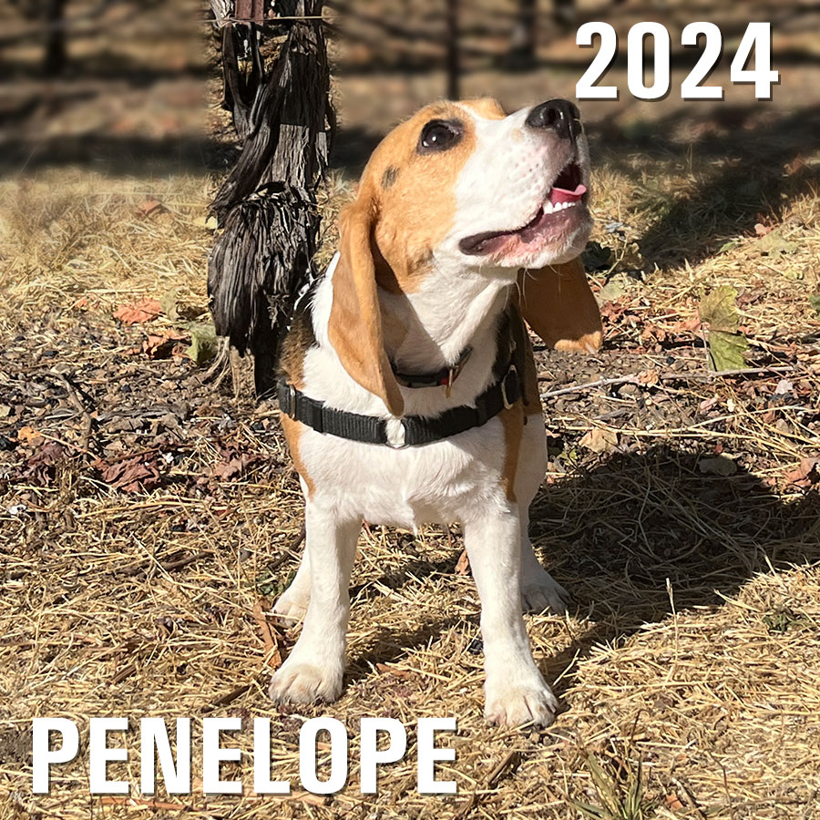 Winery Dog of the Year 2024 - Penelope