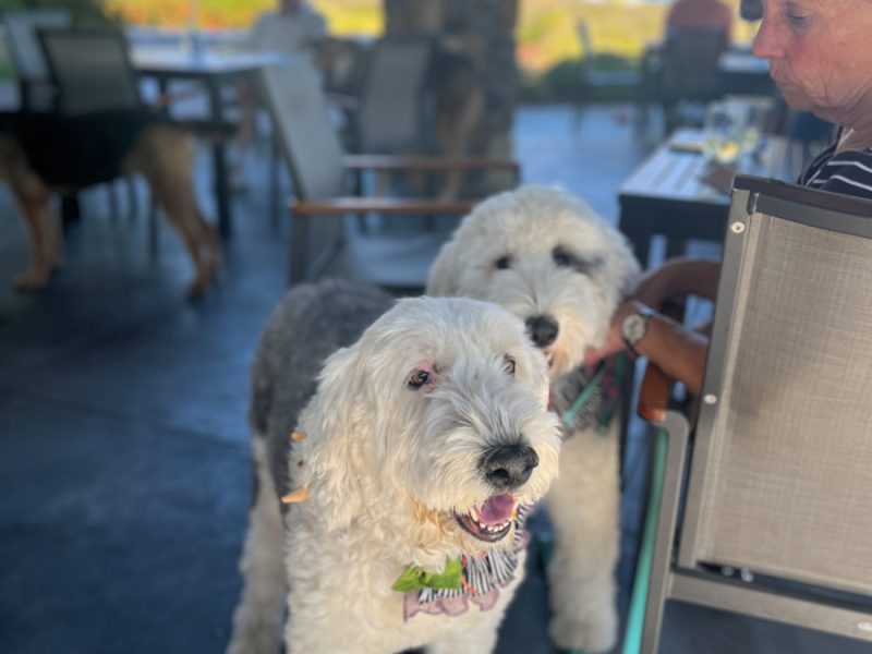 Sonoma Winery St. Francis Blessing of the Animals first Sunday in October