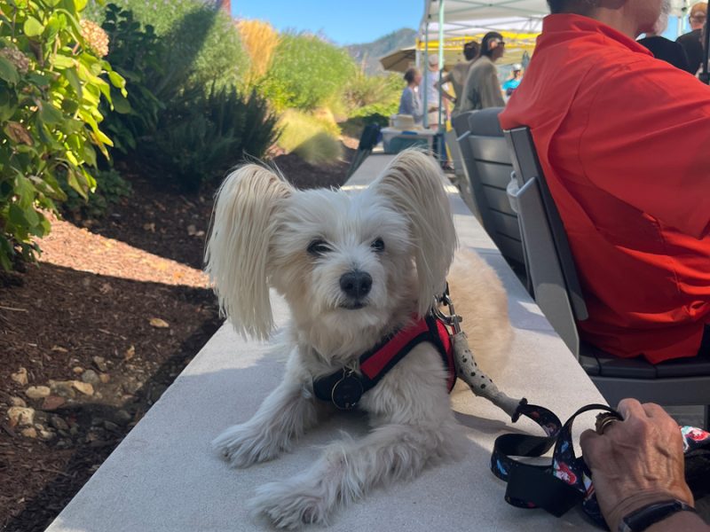 Sonoma Winery St. Francis Blessing of the Animals first Sunday in October