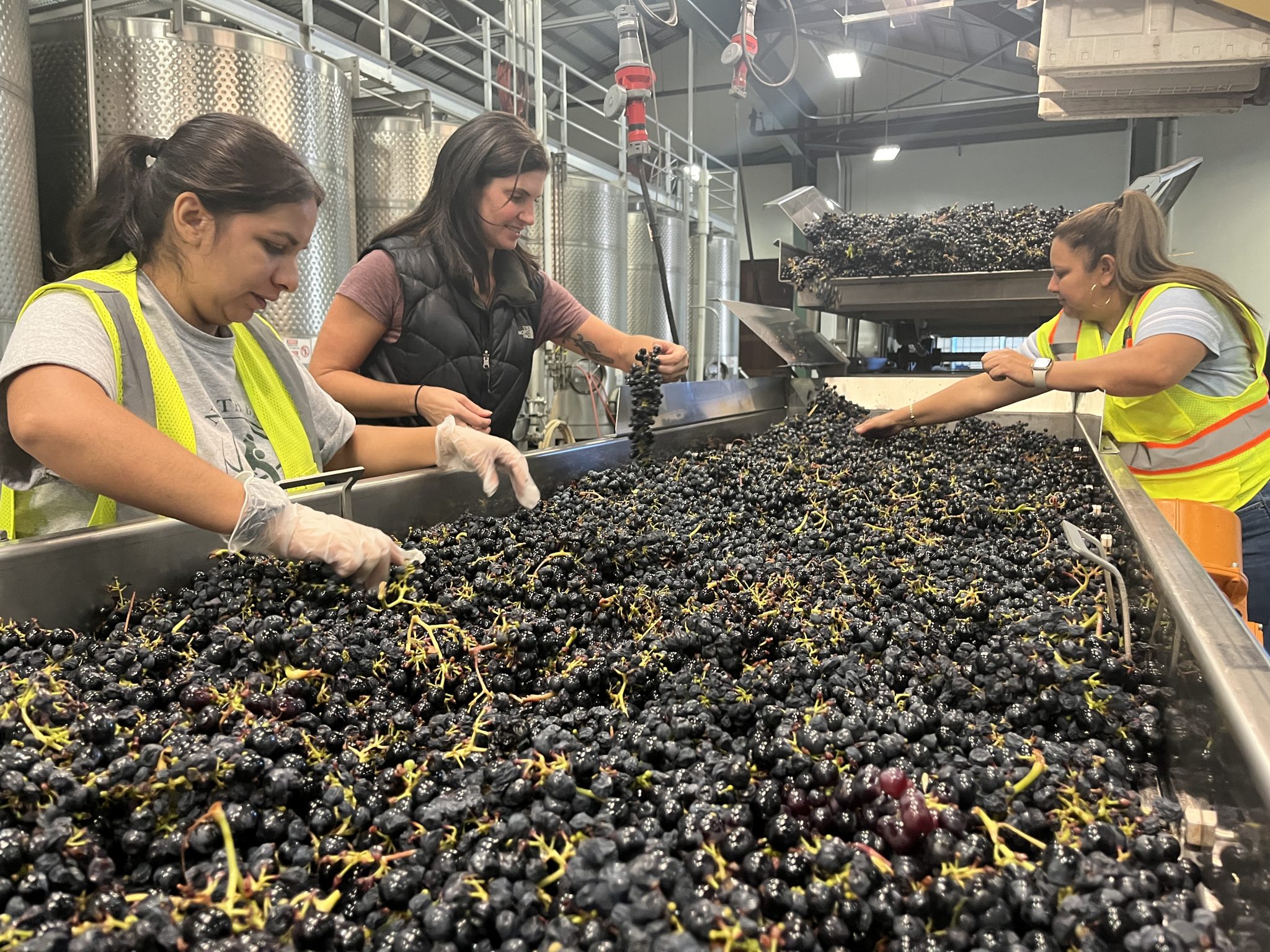 Hand Sorting Grapes