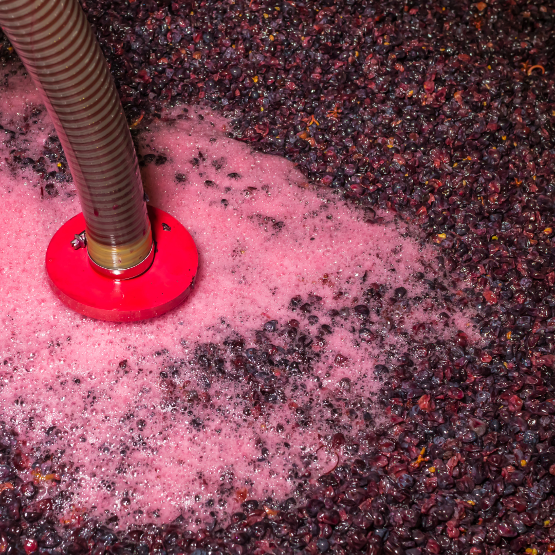 Grape Fermentation