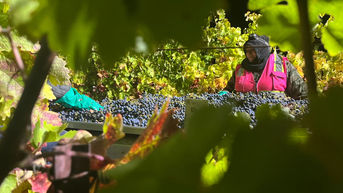 Grape Harvest