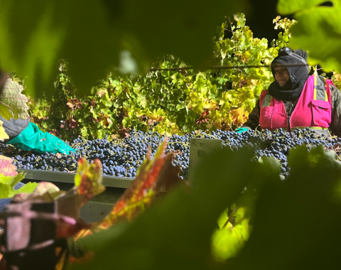 Grape Harvest