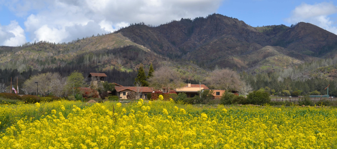 mustard season hood mountain