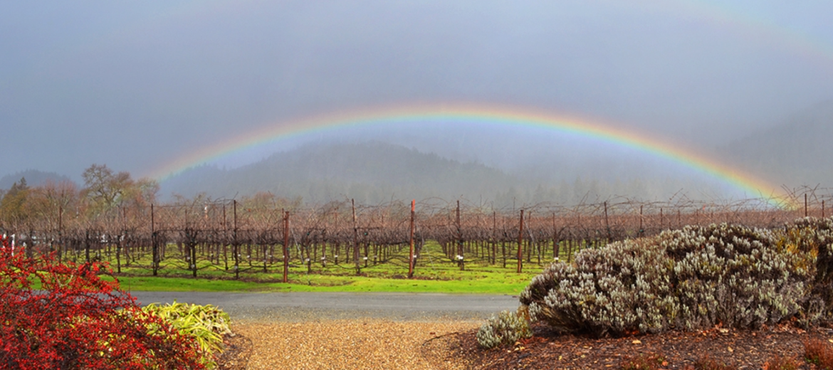 rainbows over wild oak