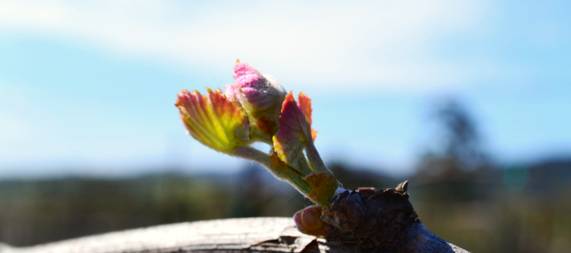 bud break