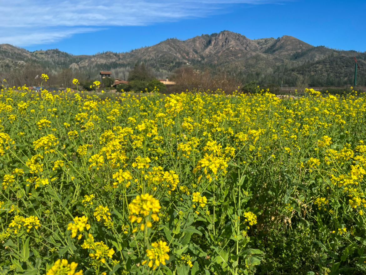 Mustard Seeds _Sonoma Valley